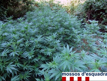 Plantació de 506 plantes de marihuana al Baix Empordà