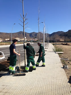 Plantació de nous arbres a Roses