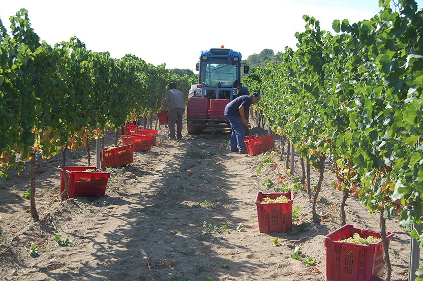 Verema de 2019de la DO Empordà