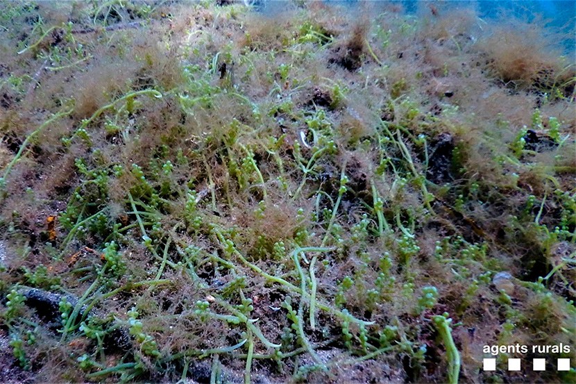 Alga invasora al Cap de Creus