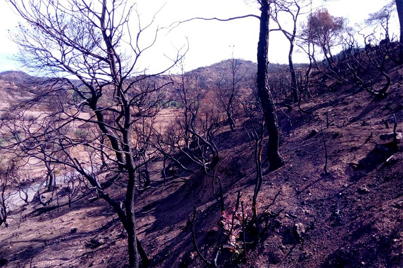 Prohibició de fer foc al bosc