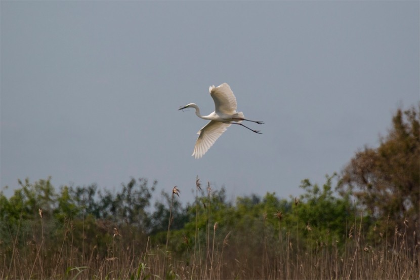 Aiguamolls de l'Empordà