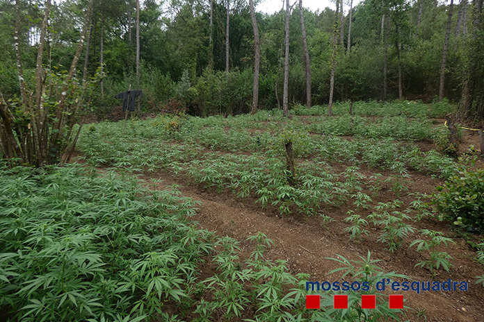 Plantació de marihuana a Cabanelles