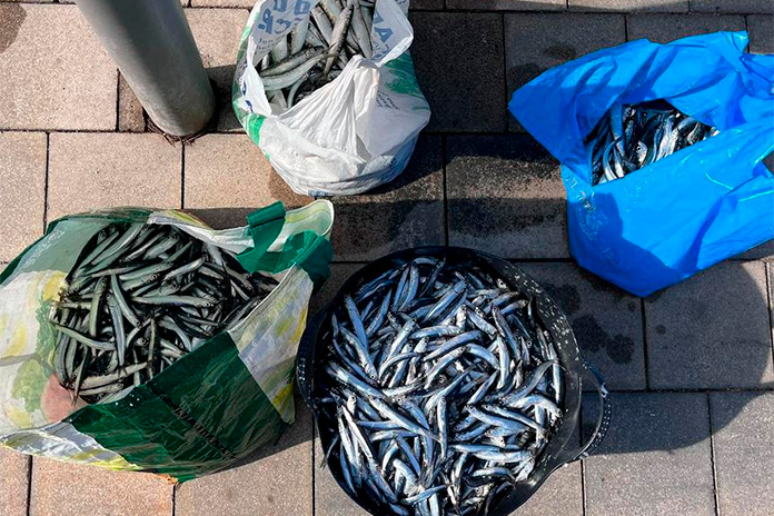 Ccomissen 88 quilos de peix sense documentació al port de l'Escala