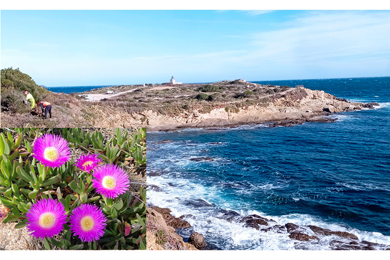 Ungla de gat al Parc Natural de Cap de Creus