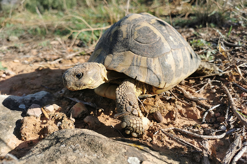 Centre de Reproducció de Tortugues de l'Albera