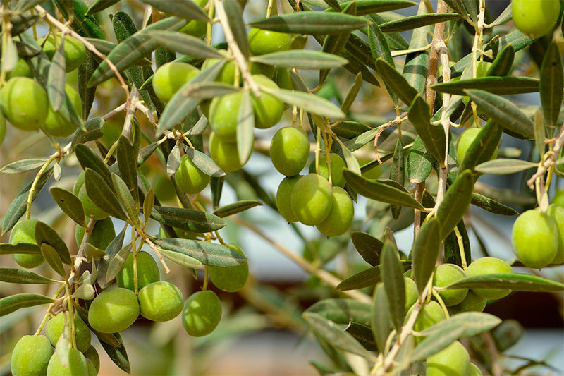 Jornada Tècnica Agroalimentària dedicada al vi i l’oli