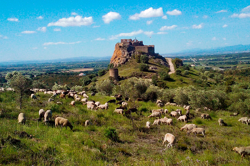 Ramats per mantenir el sotabosc i reduir el risc d'incendis