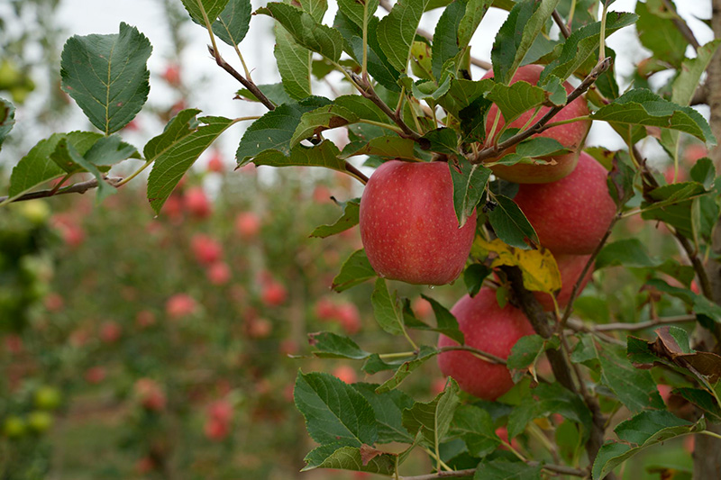 Fructícola Empordà